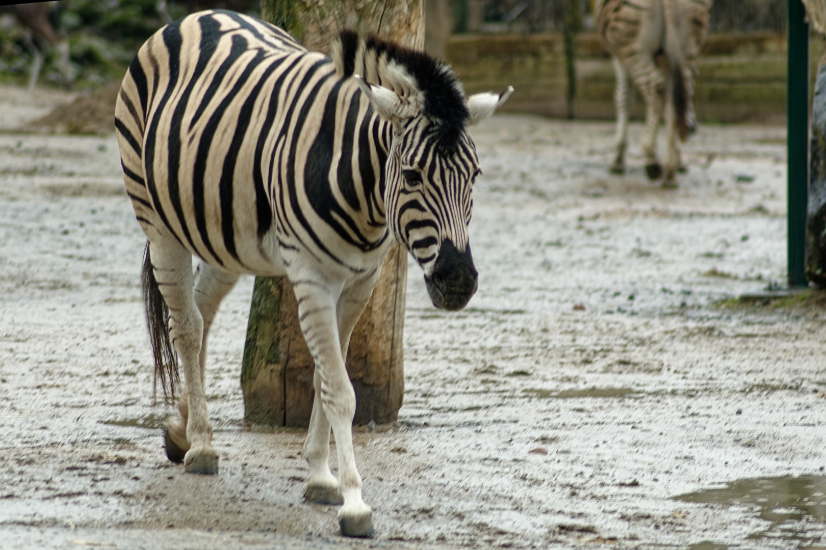 Zebra