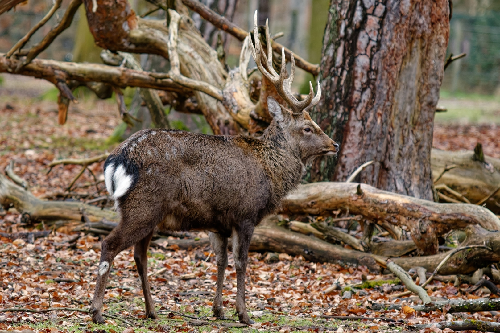 Sikahirsch