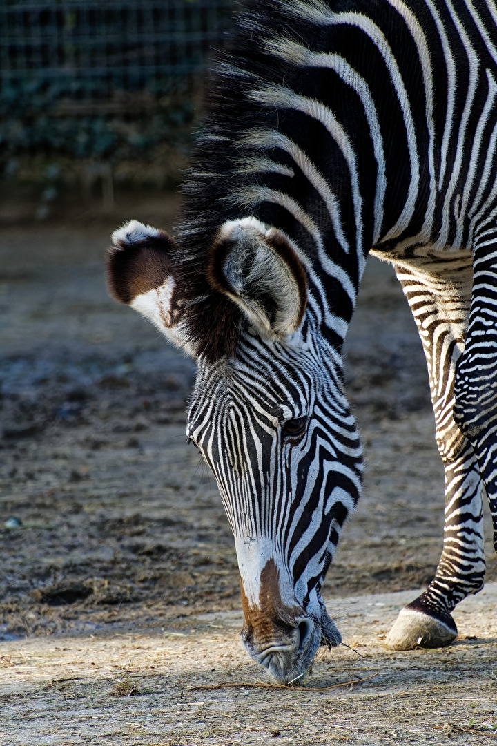 Zebra