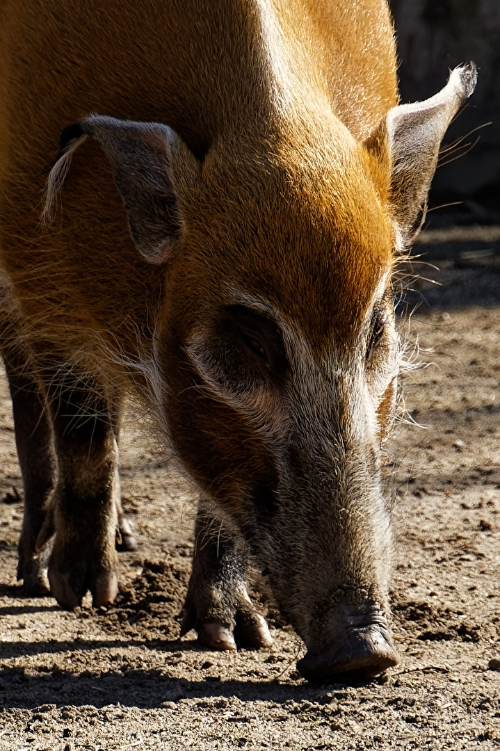 Pinselohrschwein