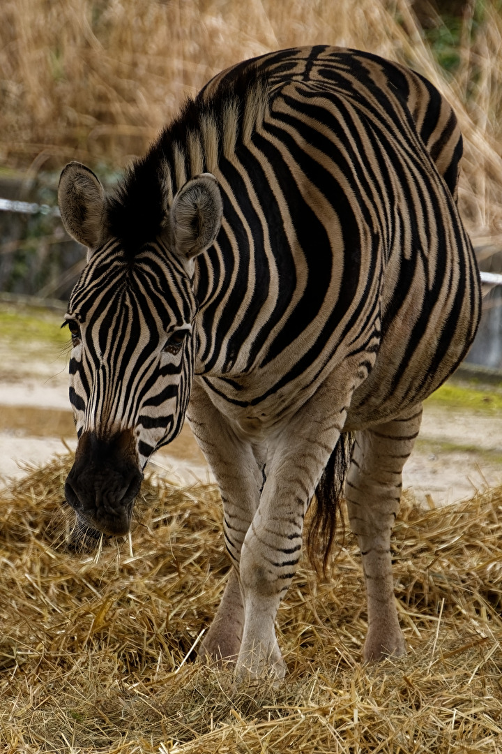 Zebra
