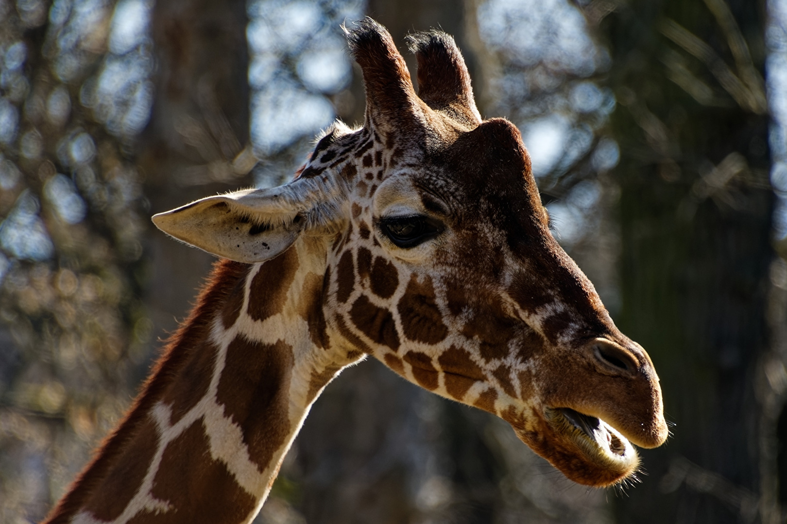 Giraffe