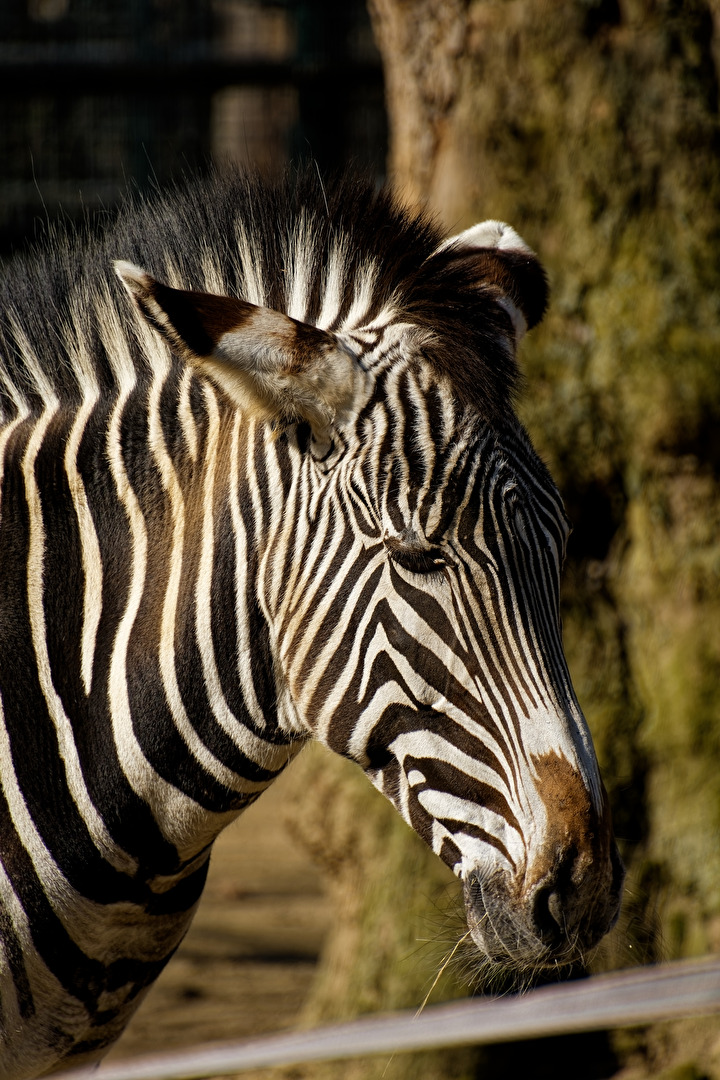 Zebra