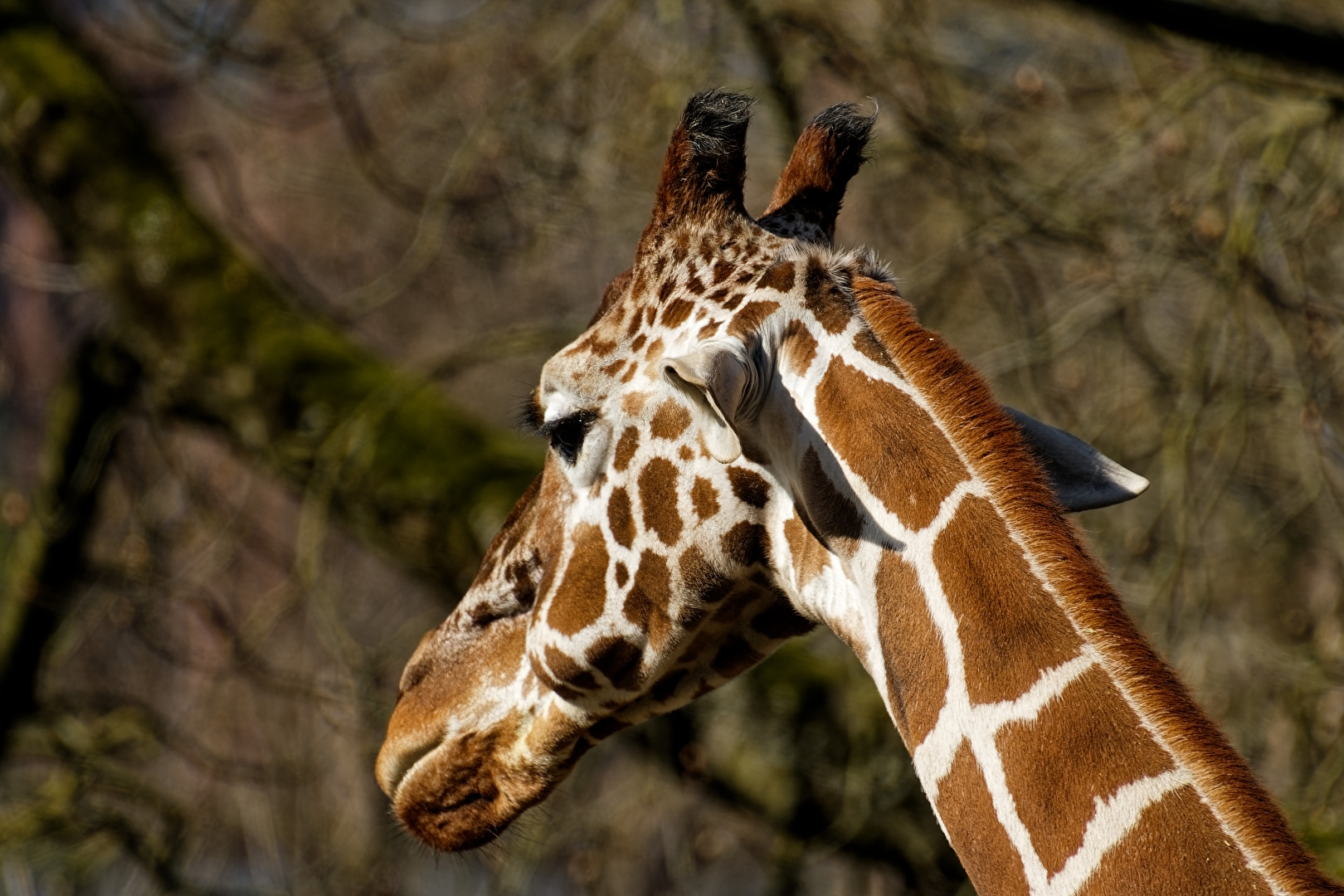 Giraffe