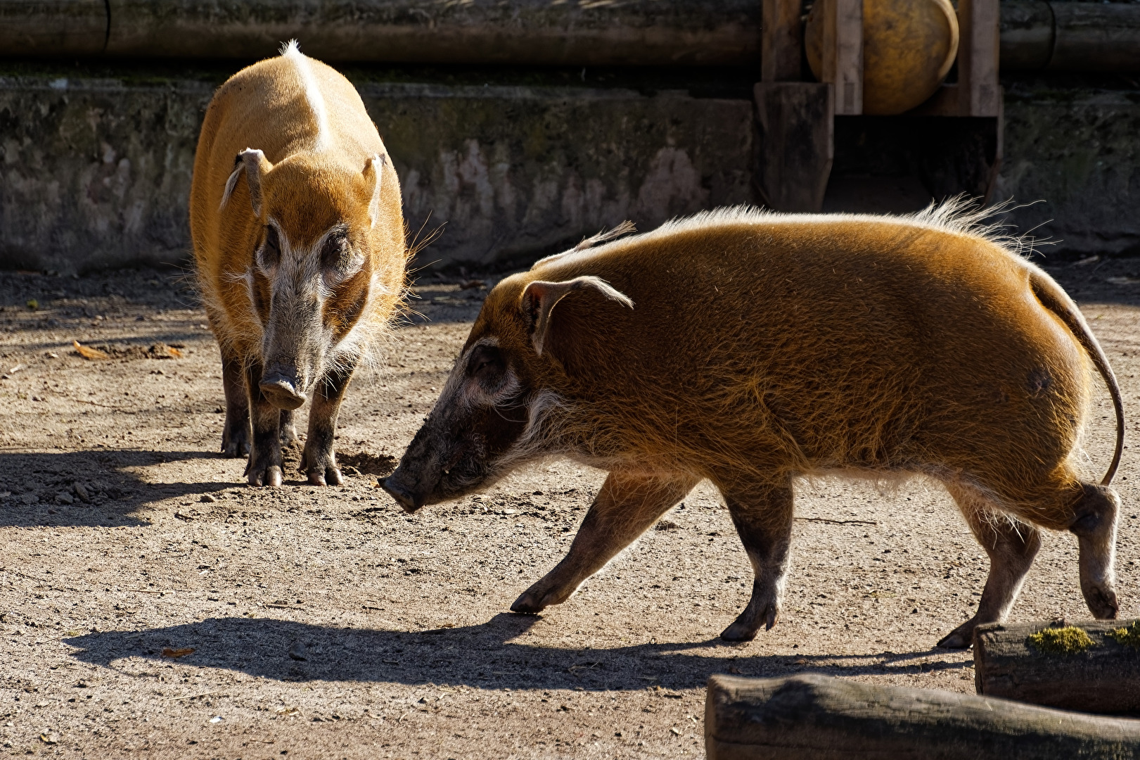 Pinselohrschweine