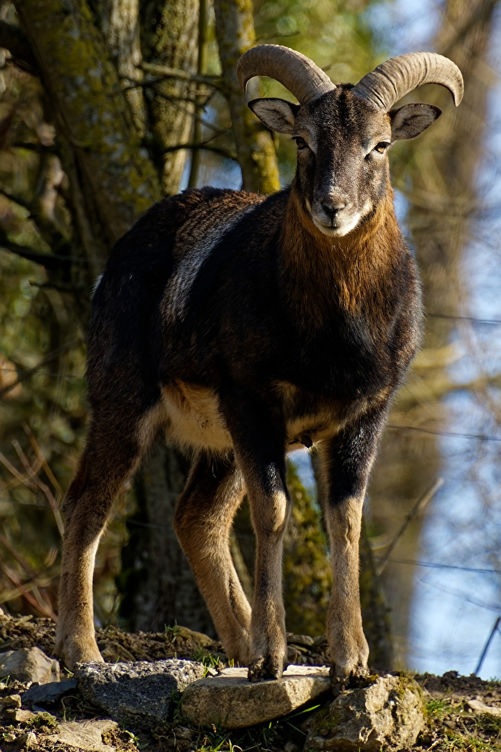 Mufflon