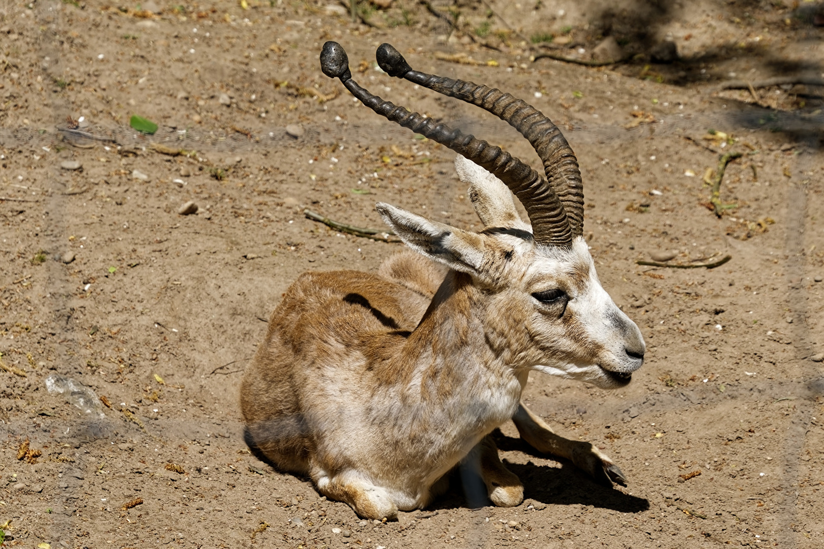 Persische Kropfgazelle