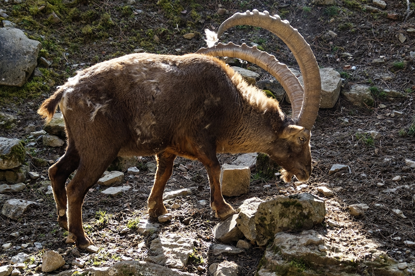 Alpensteinbock