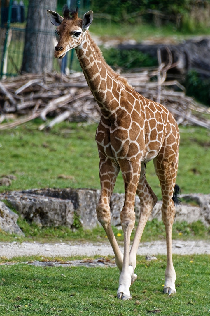 junge Giraffe