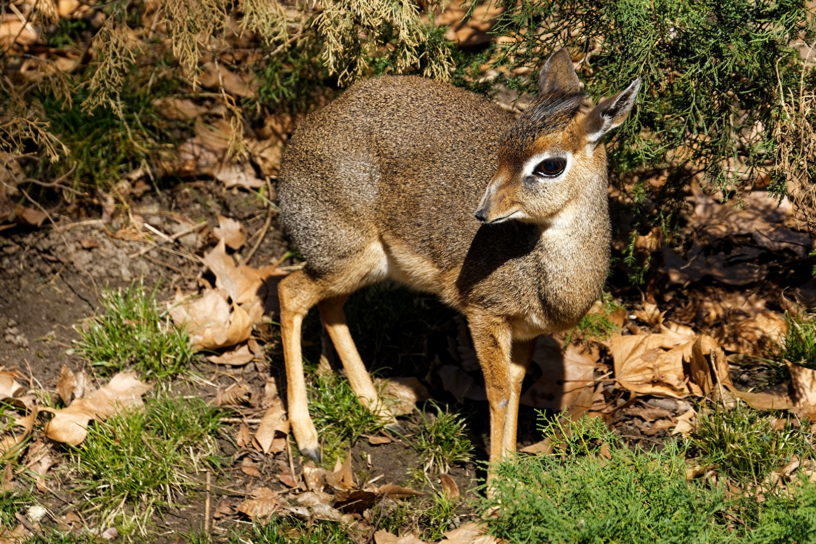 Kirk - Dikdik
