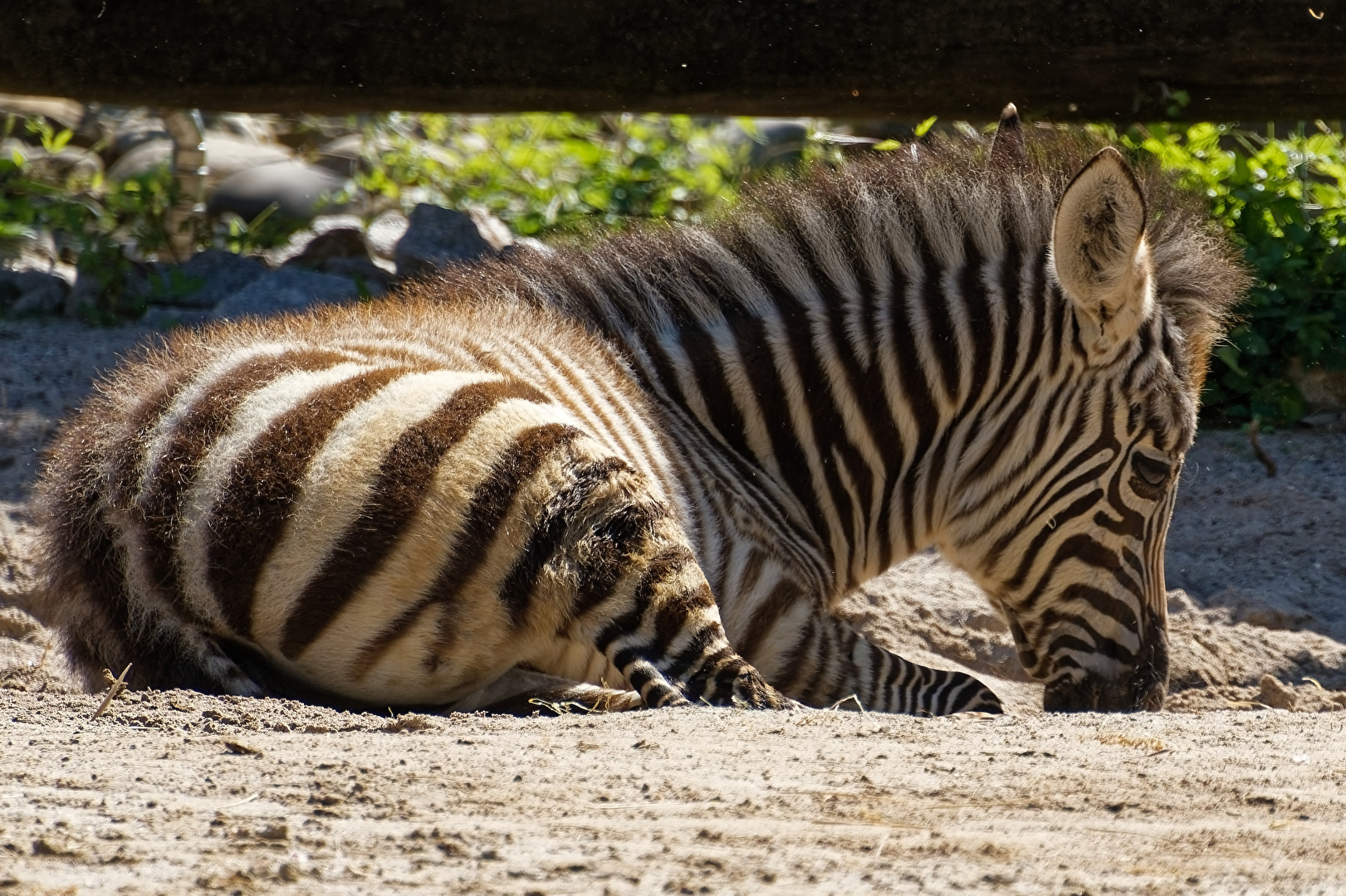 junges Zebra