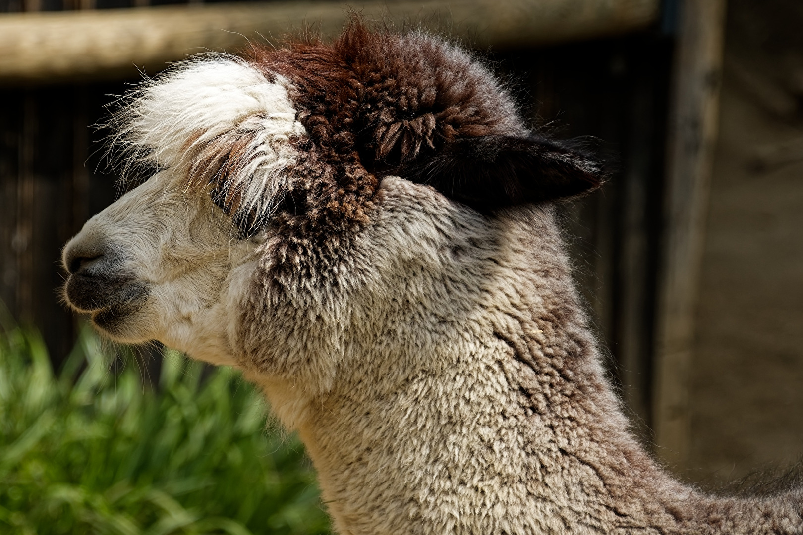 Alpaka
