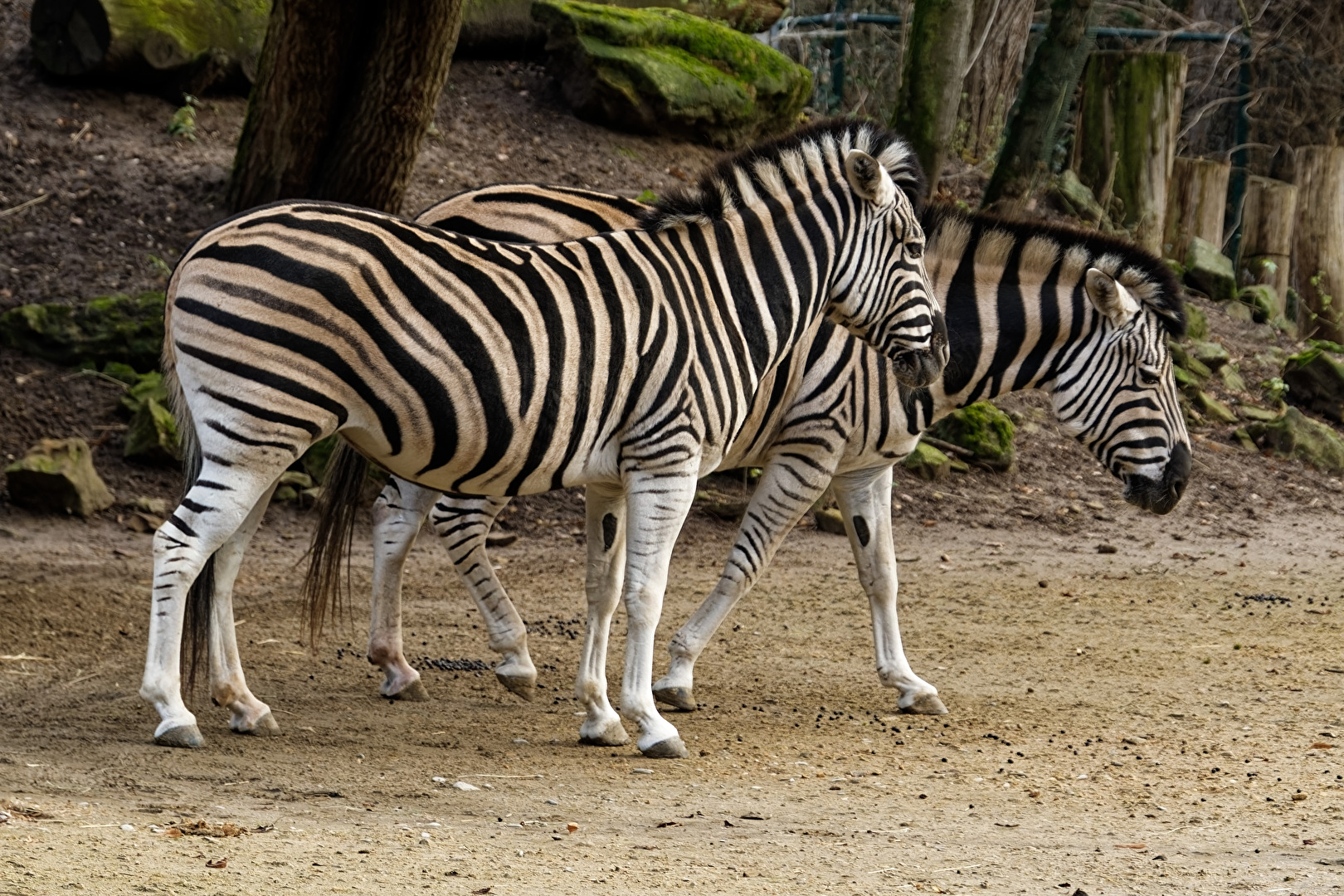Zebras