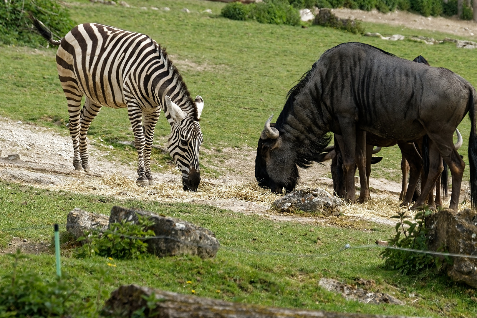 Zebra & Streifengnu
