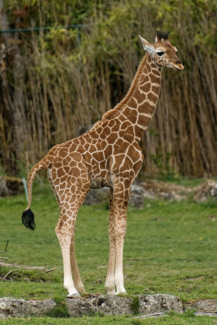 junge Giraffe