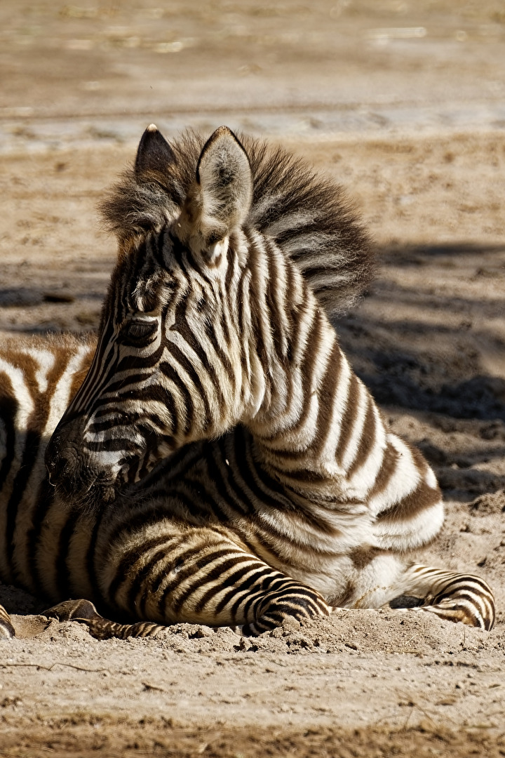 junges Zebra