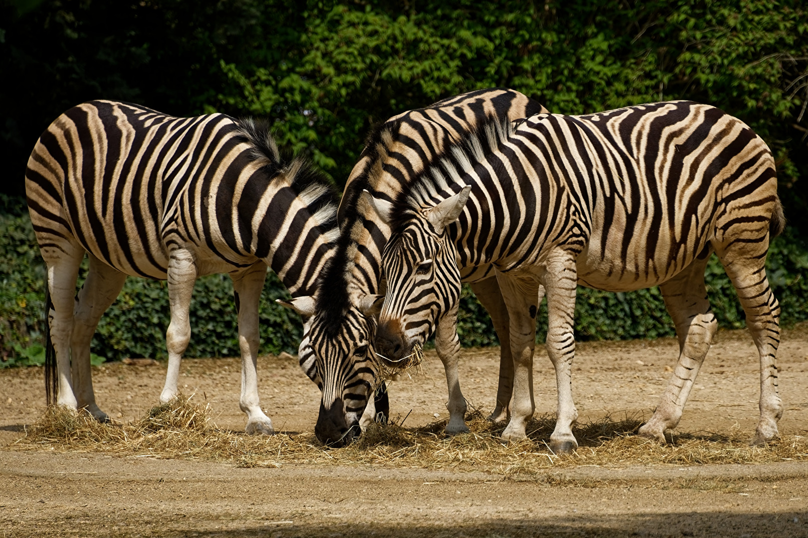 Zebras