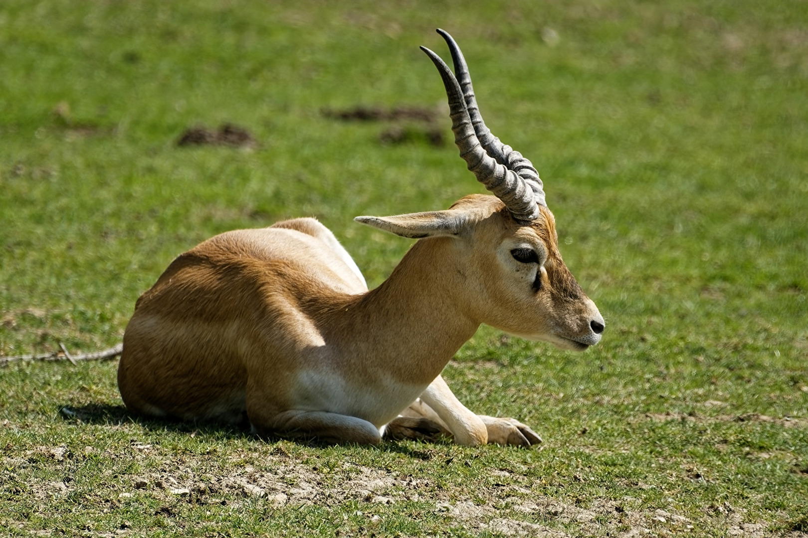 Elenantilope