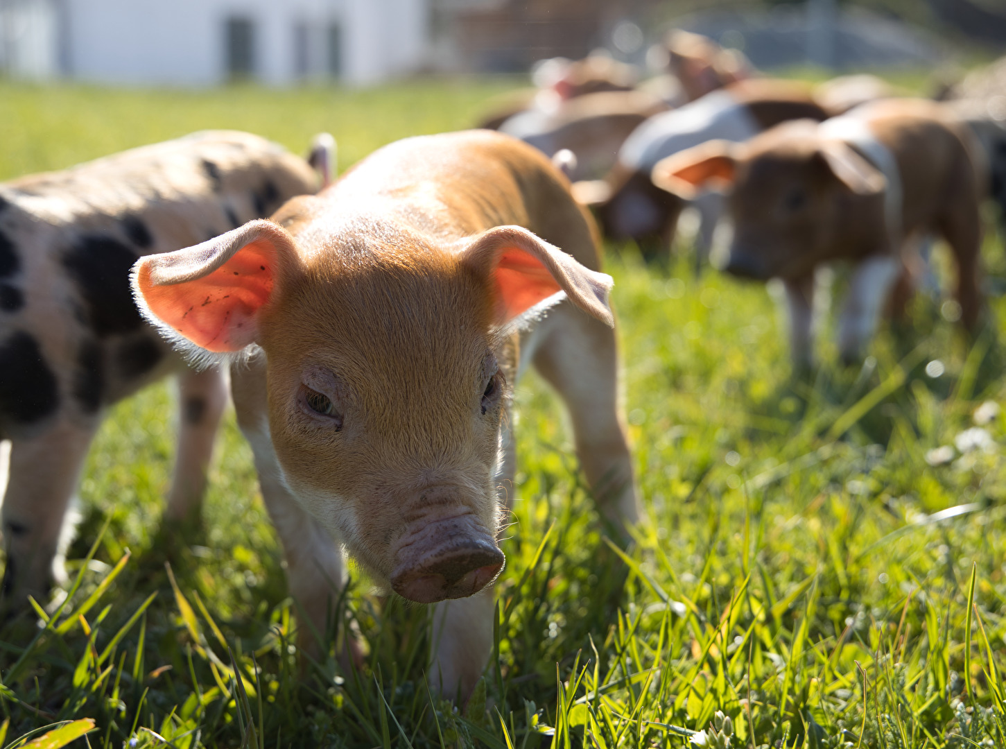 Pflanzenfresser & Schweine