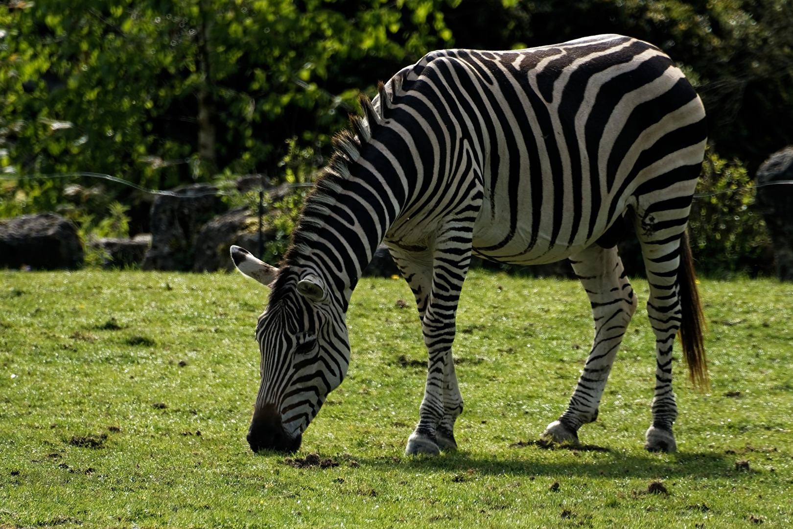 Zebra