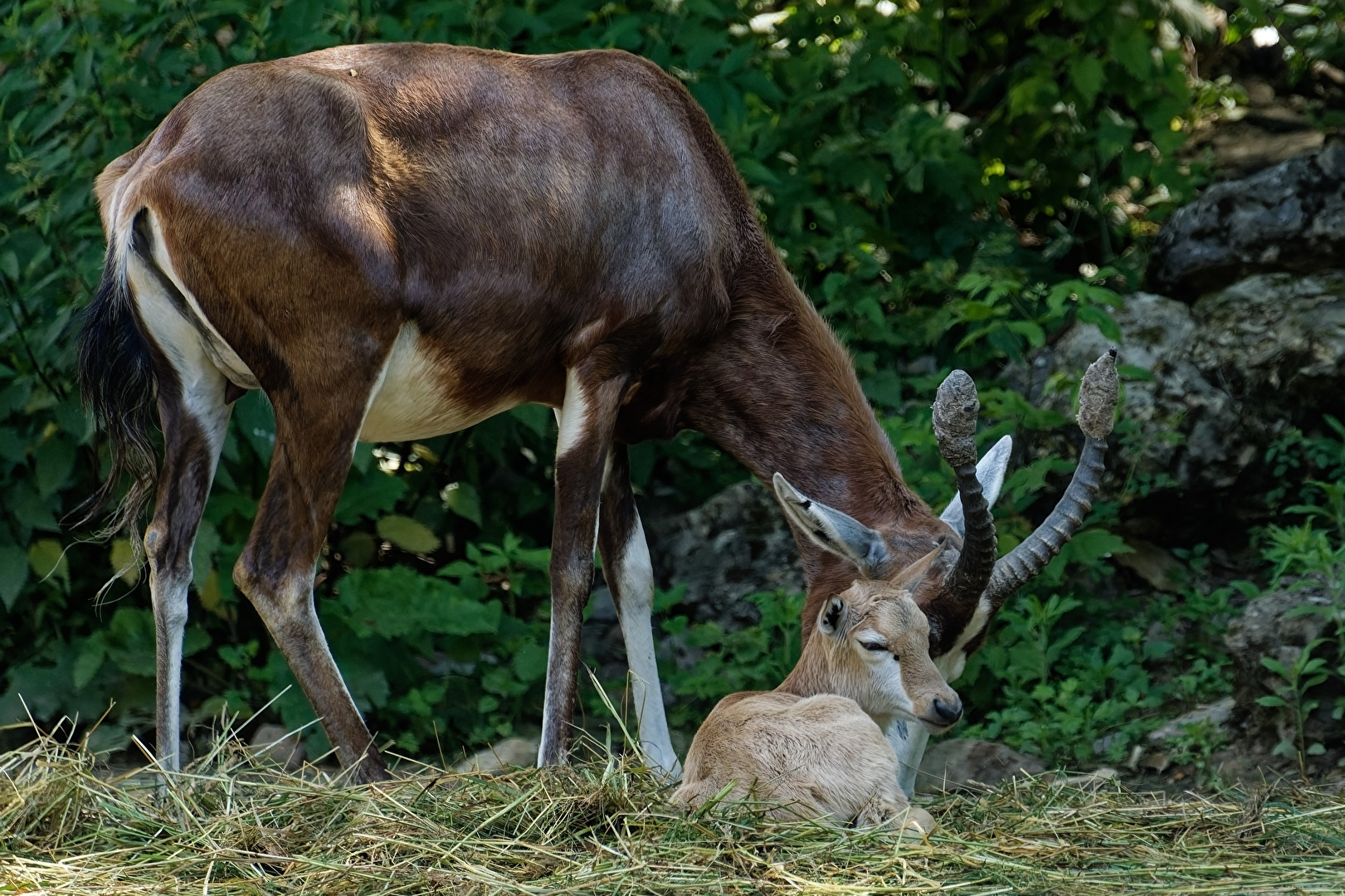 Blessbock mit jung Tier