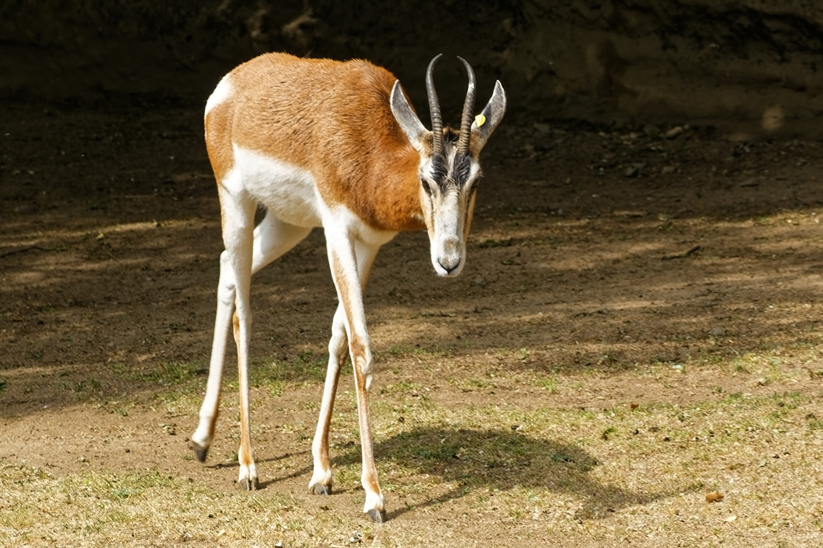Mhorrgazelle