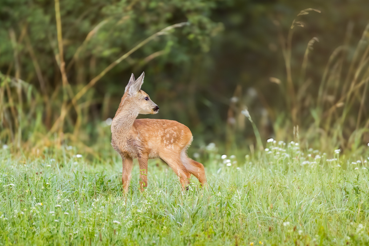 Rehkitz am Morgen, vertreibt Kummer und Sorgen...