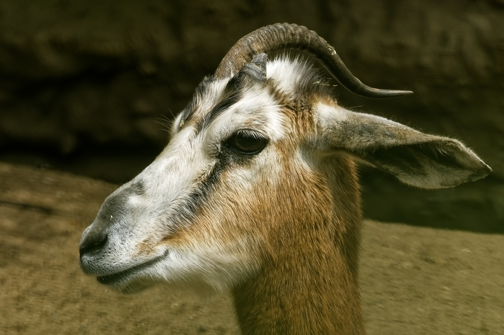 Mhorrgazelle
