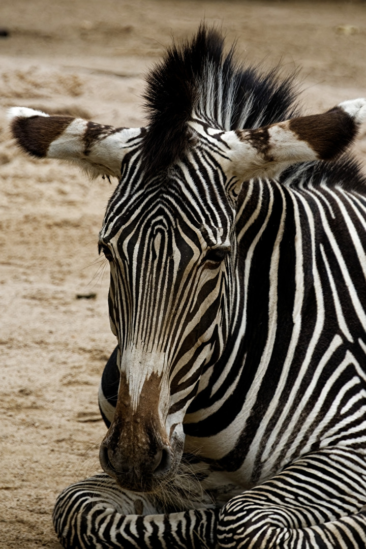 zebra