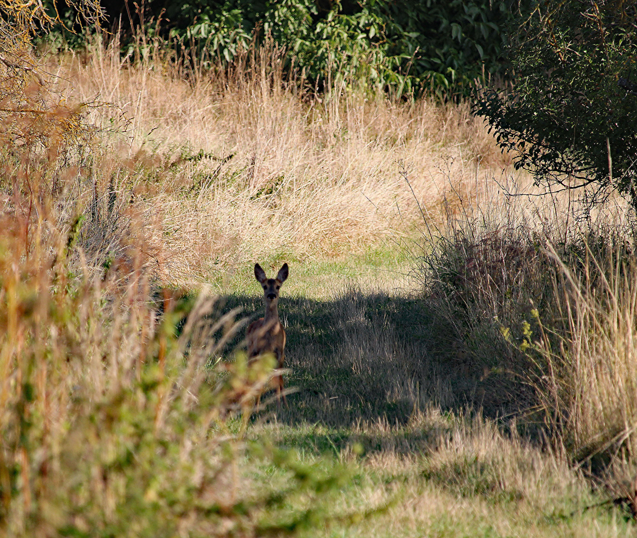 Zufällige Begegnung am Morgen
