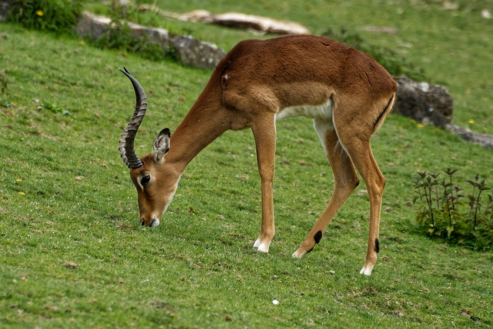 Hirschziegenantilope