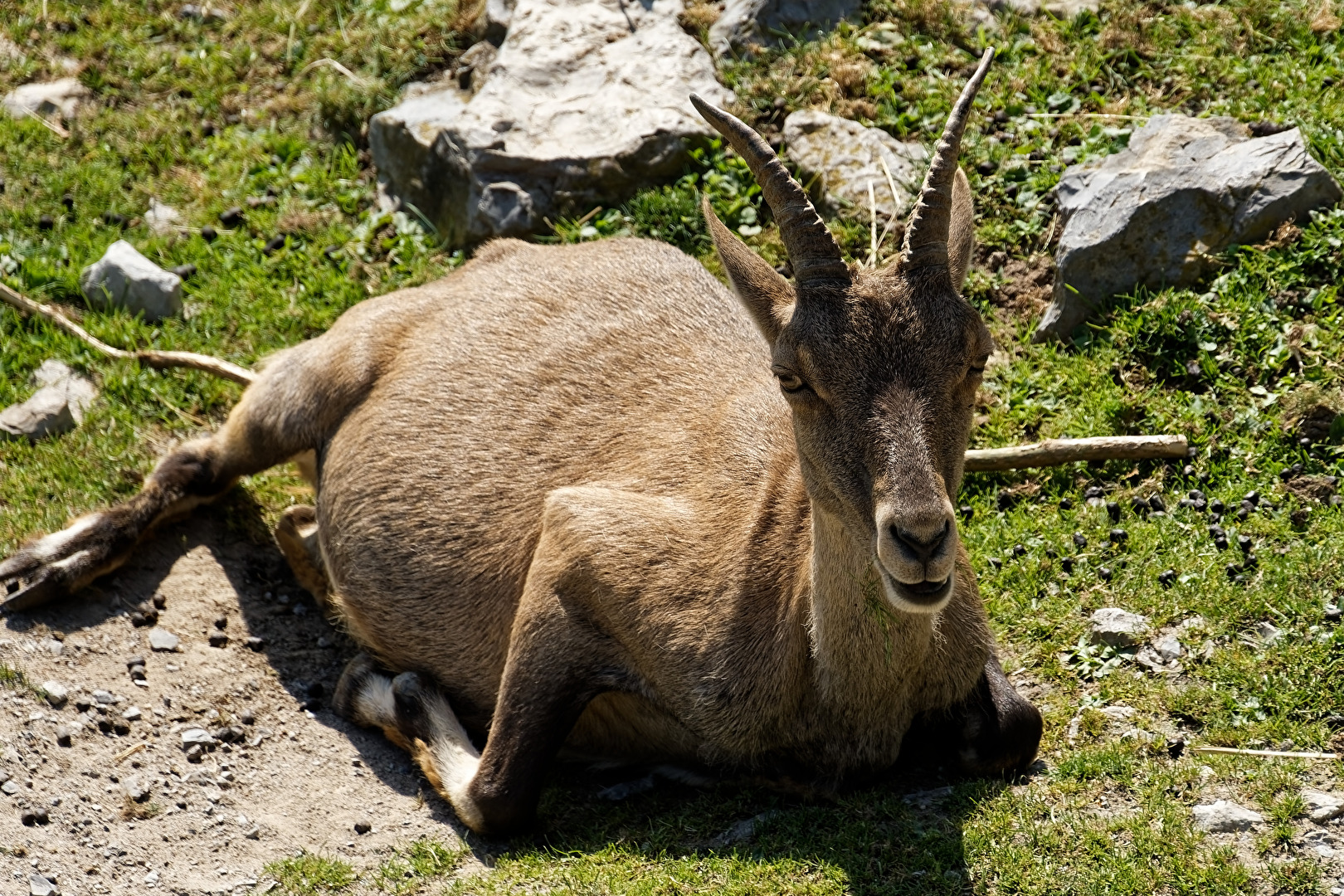 Alpensteinbock