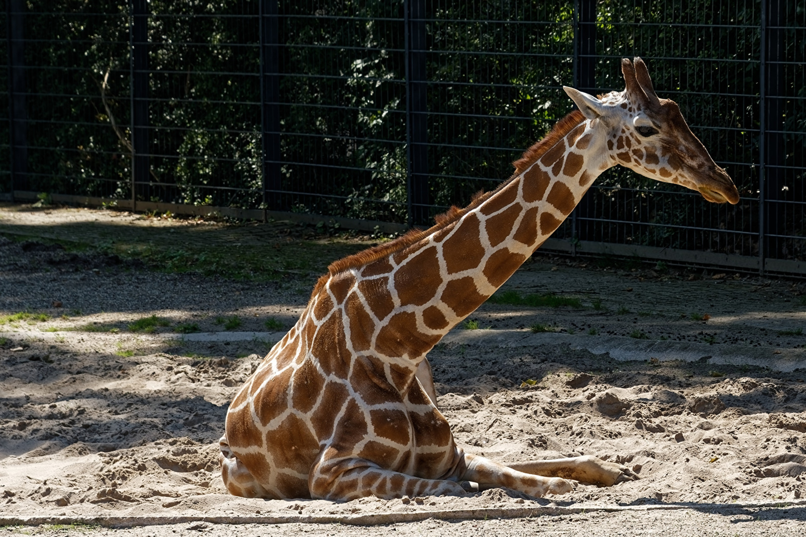 Giraffe