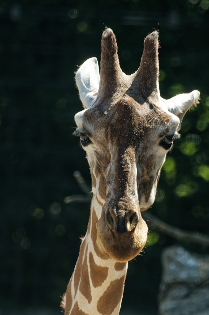 Giraffe