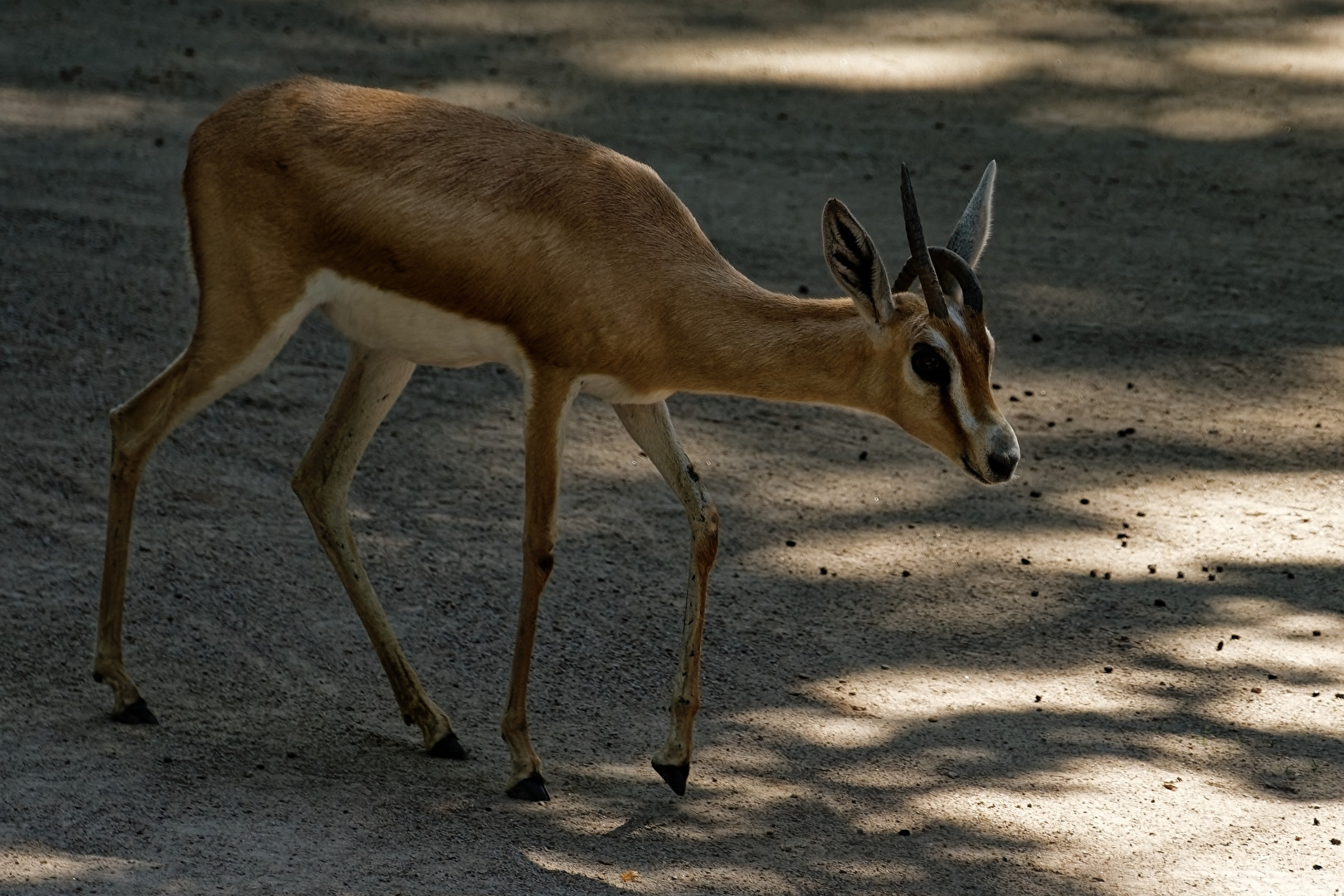 Dorcasgazelle