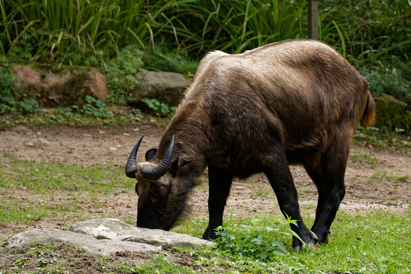 Wisent