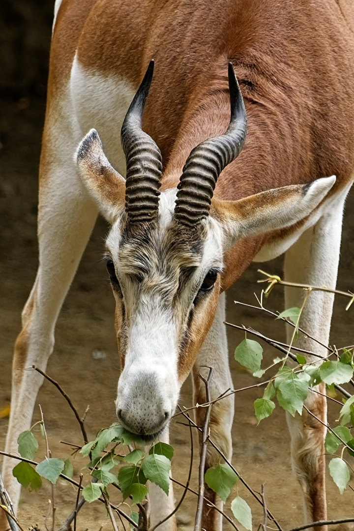 Mhorrgazelle