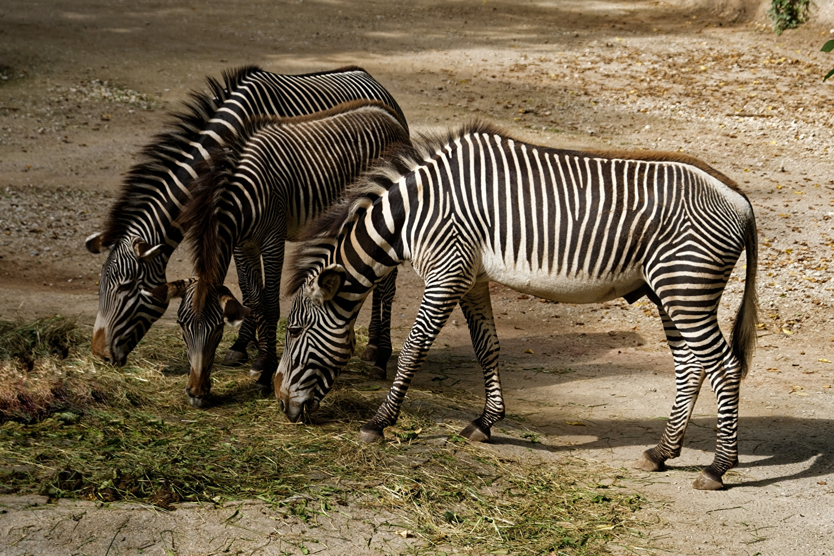 Grevy-Zebra's