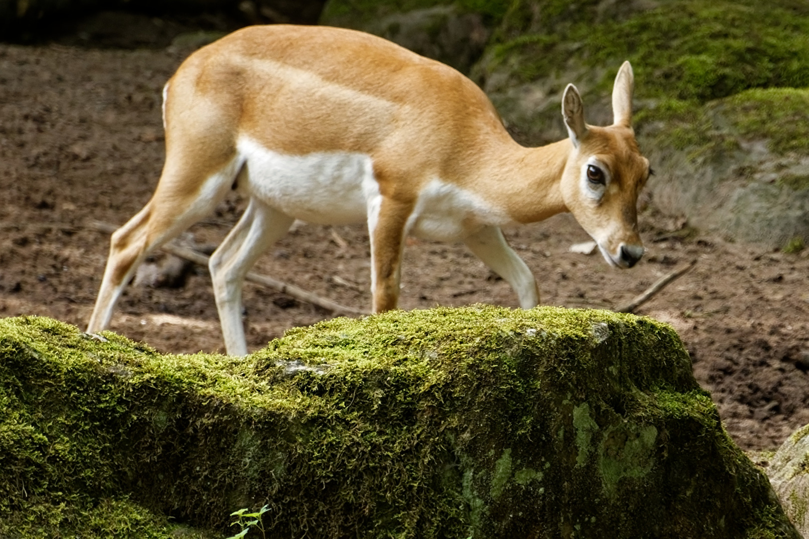 Nilgau - Antilope