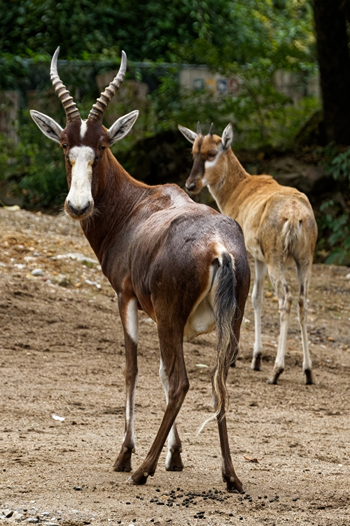 Blessbock mit jung Tier