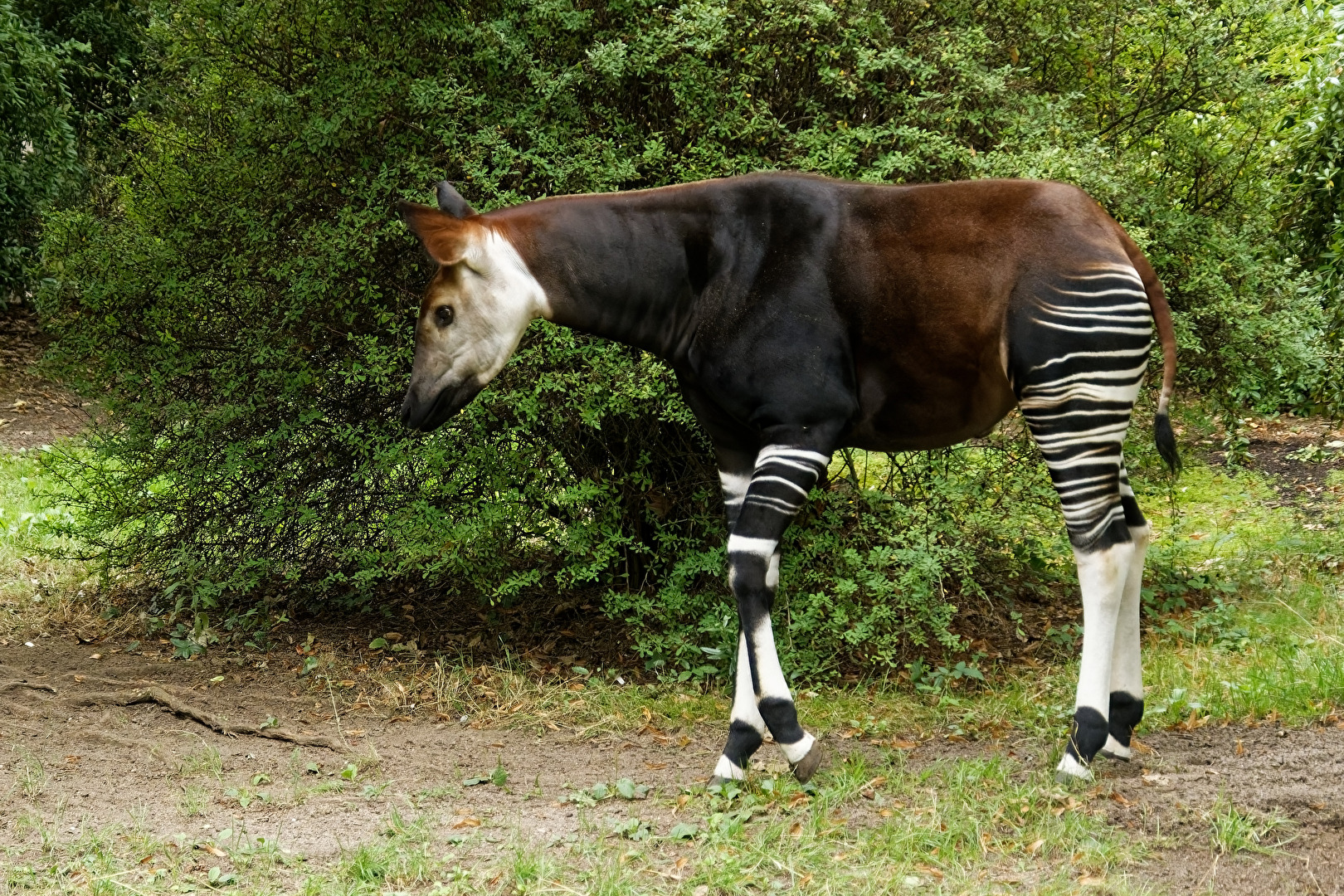 Okapi