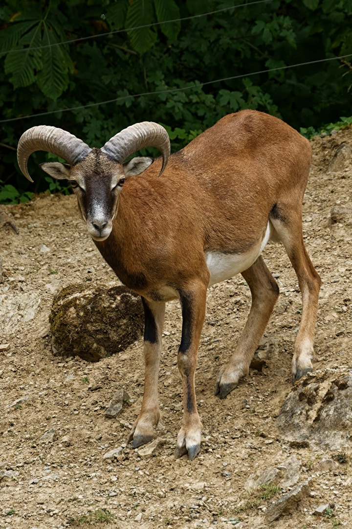Mufflon