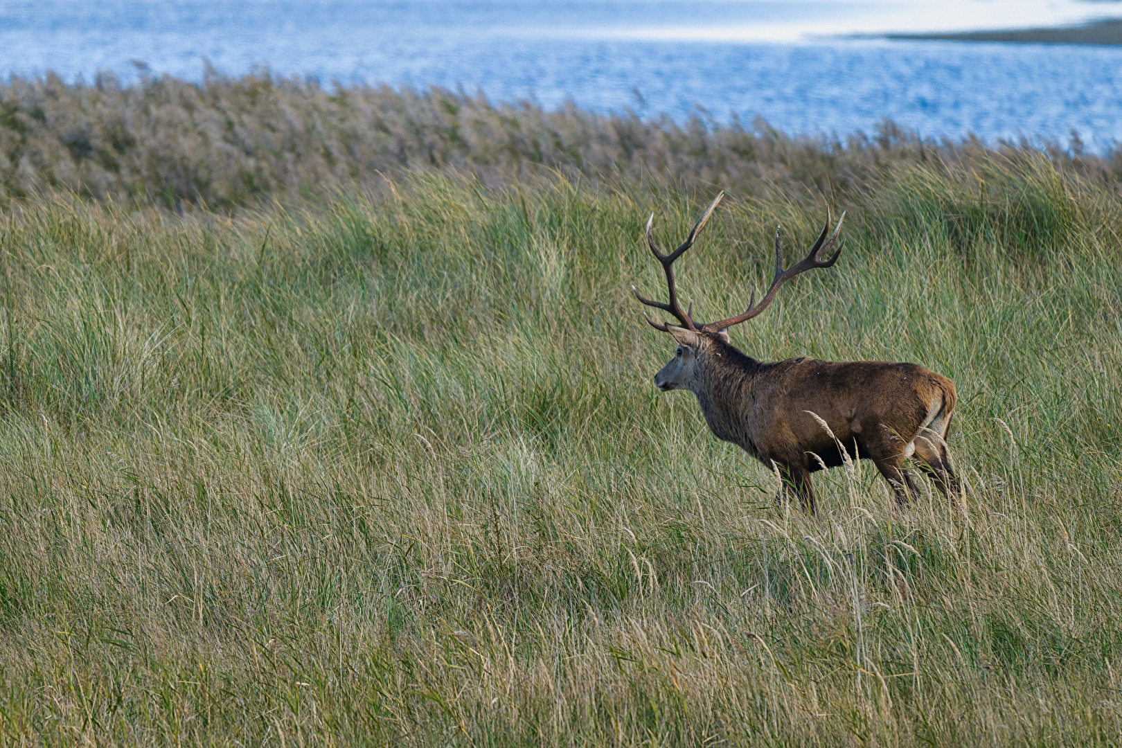 Hirsch im Dasser Ort