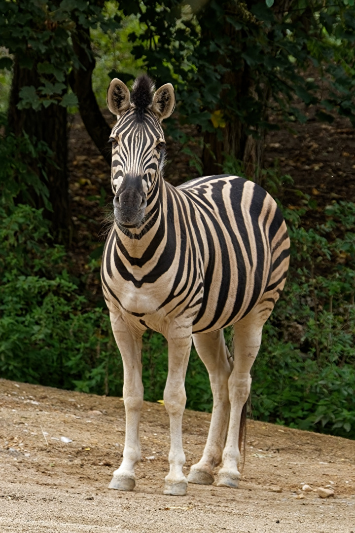 Zebra