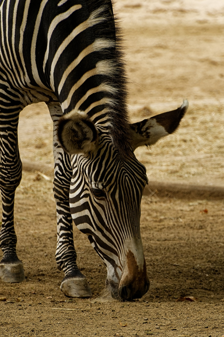 Zebra