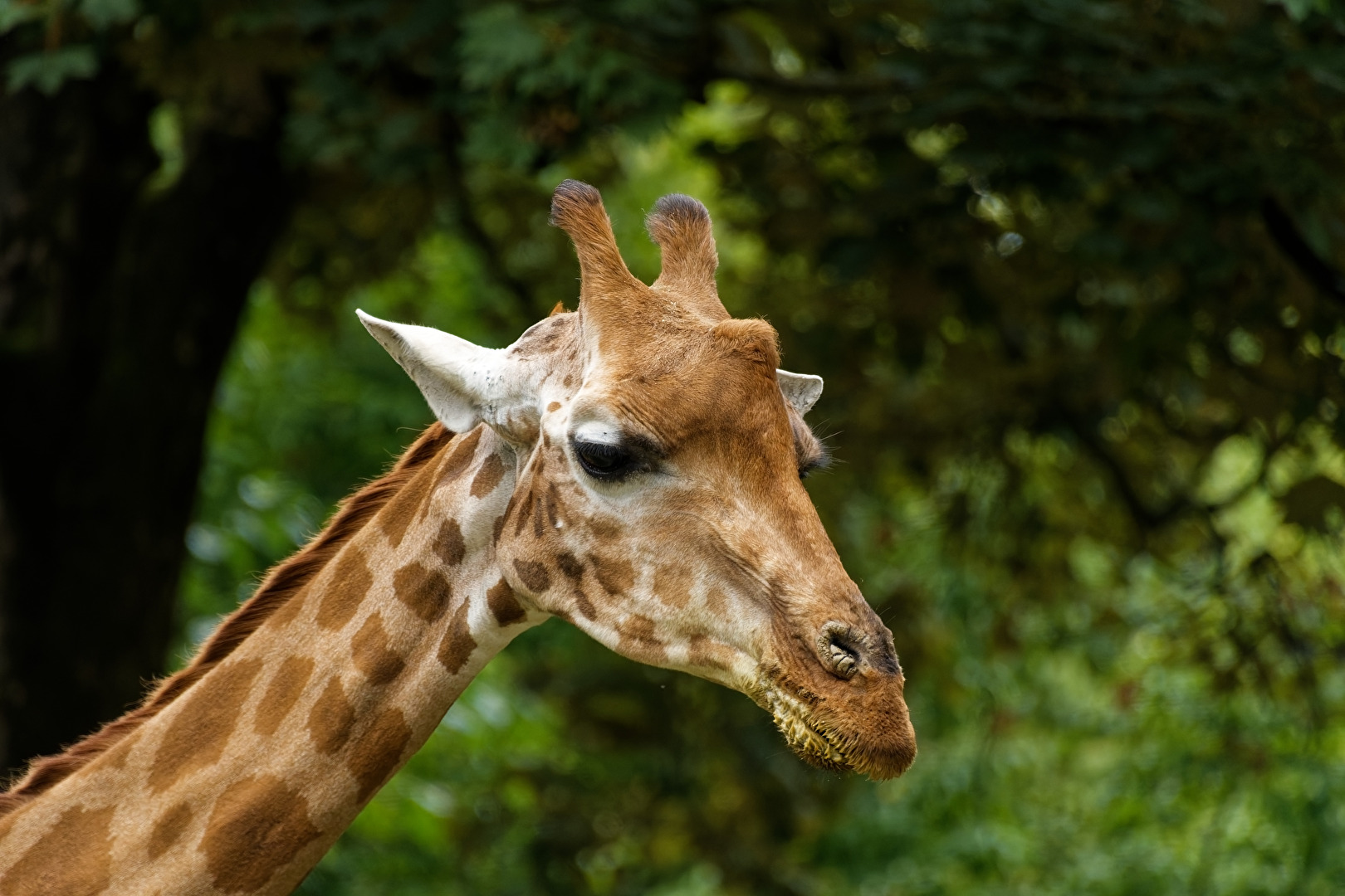 Giraffe