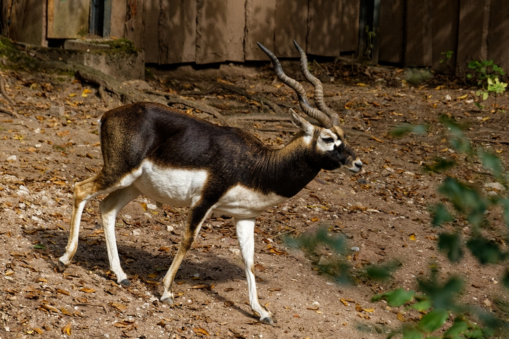 Hirschziegenantilope