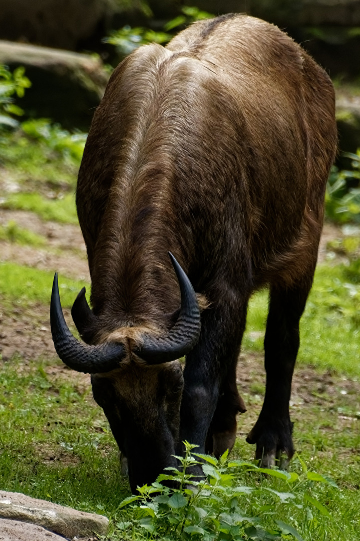 Wisent