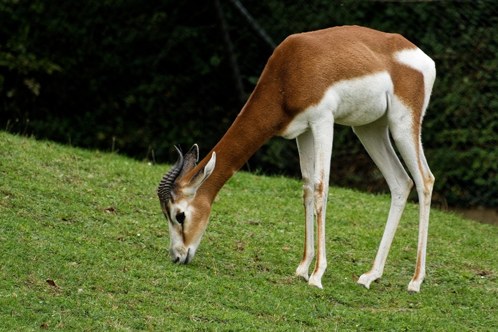 Mhorrgazelle