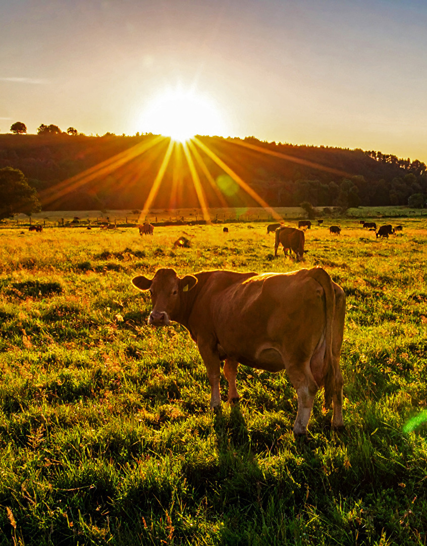 Die Kuh im Abendrot…